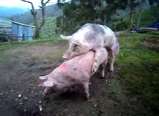 Video :Farm sex of pigs having sex got filmed